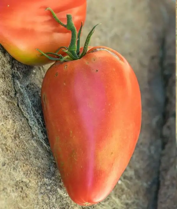 Tomaten: Work Release Paste