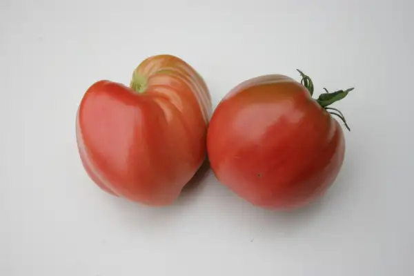 Tomaten: Work Release Paste