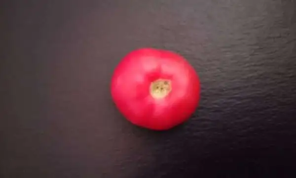 Tomaten: World’s Largest