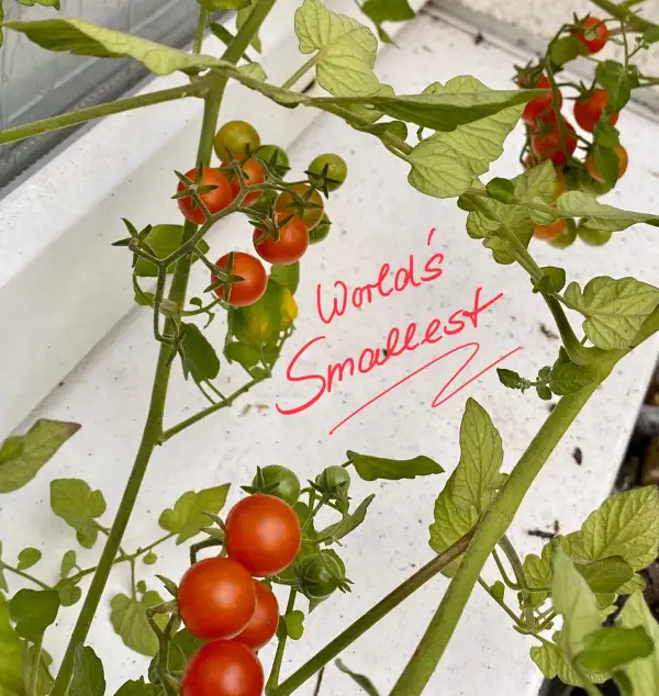 Tomaten: Worlds smallest