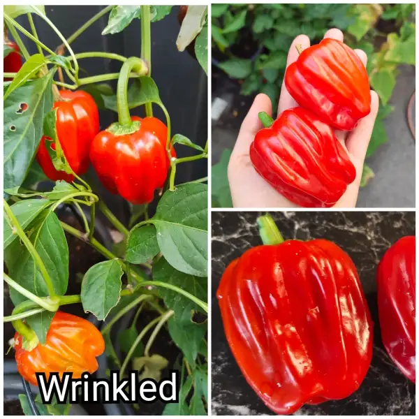 Paprika: Wrinkled