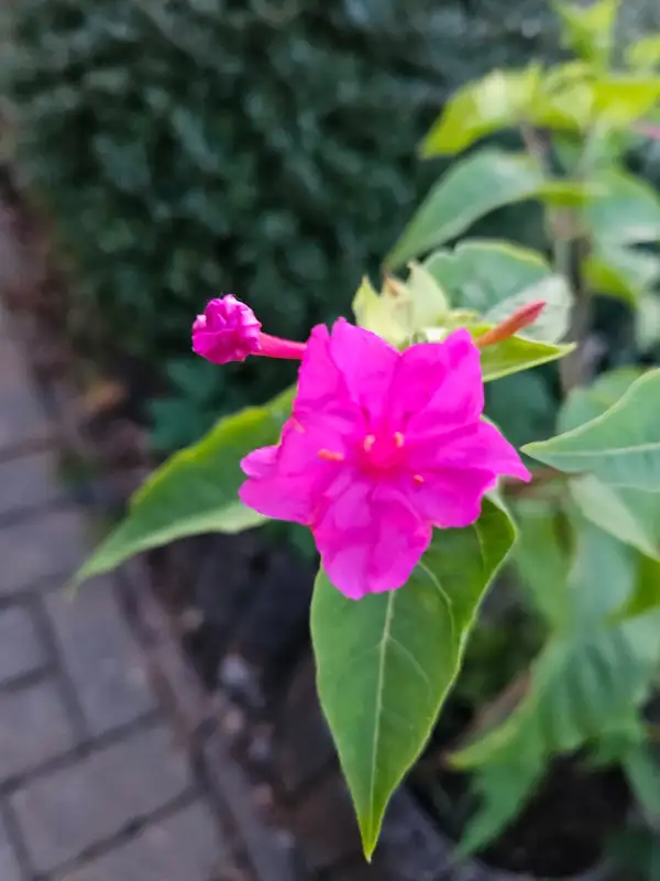 Blumen: WUNDERBLUME - mirabilis jalapa