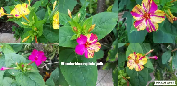 Blumen: Wunderblume - Pink/Gelb