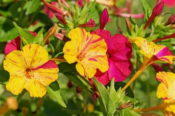 Blumen: WunderBlume