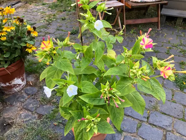 Blumen: WunderBlume
