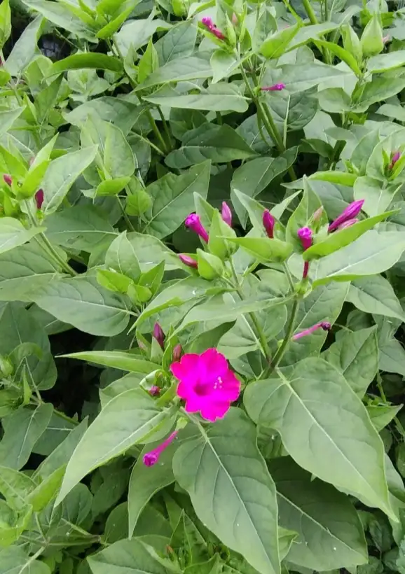 Blumen: WunderBlume