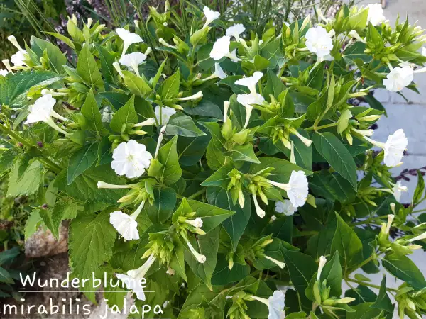 Blumen: Wunderblume, mirabilis jalapa, weiß