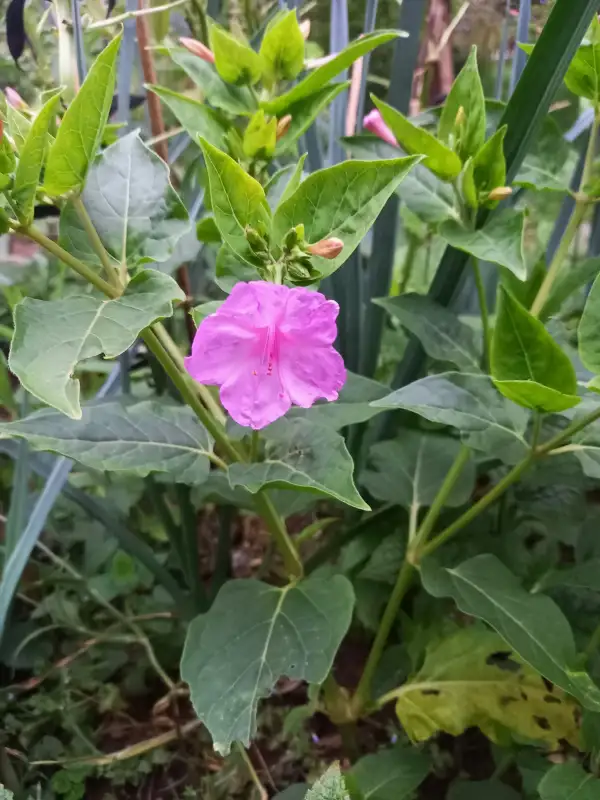 Blumen: Wunderblume pink