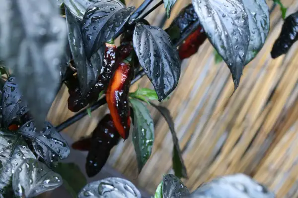 Chili / Paprika: Wunderschöne Pflanze, scharf im aussehen, ein echter hingucker...