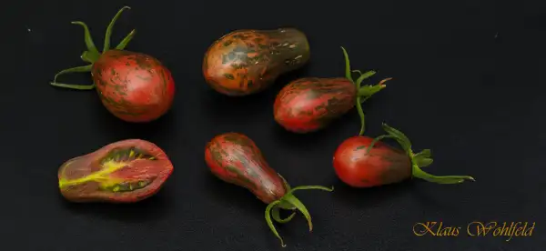 Tomaten: Wunderschöner Marsianer