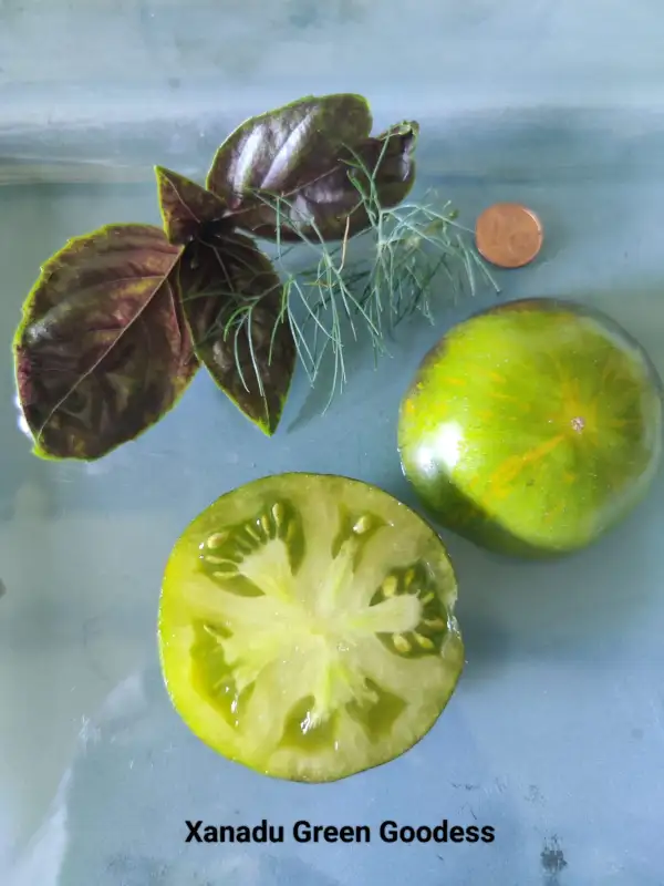 Tomaten: Xanadu Green Goddess