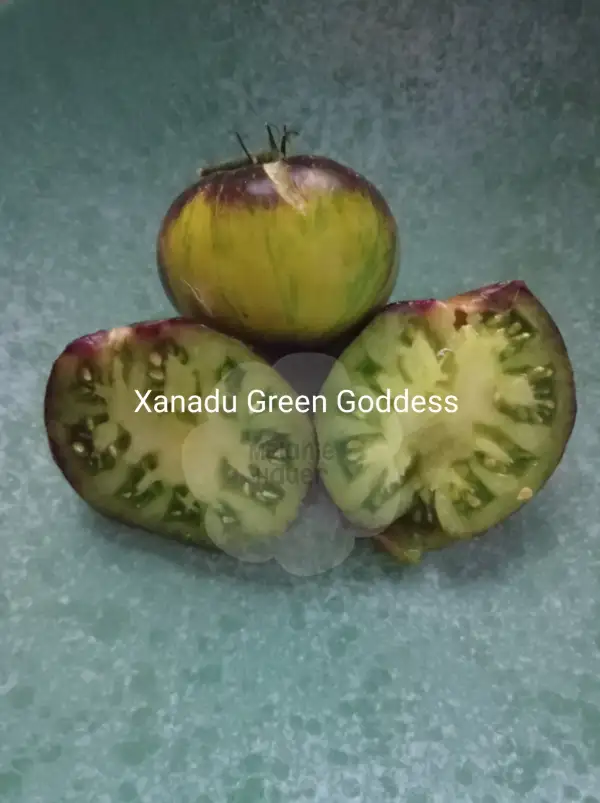 Tomaten: Xanadu Green Goddess