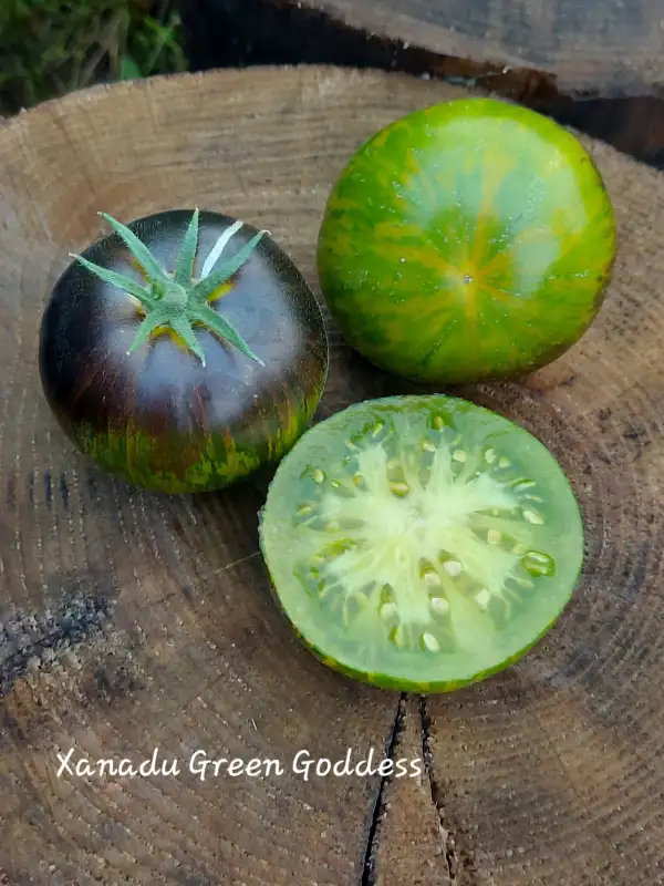 Tomaten: Xanadu Green Goddess