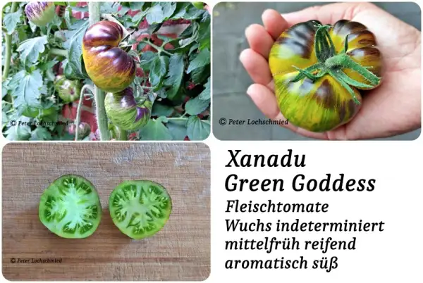 Tomaten: Xanadu Green Goddess