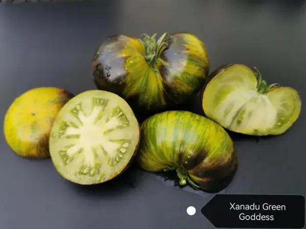Tomaten: Xanadu Green Goddess
