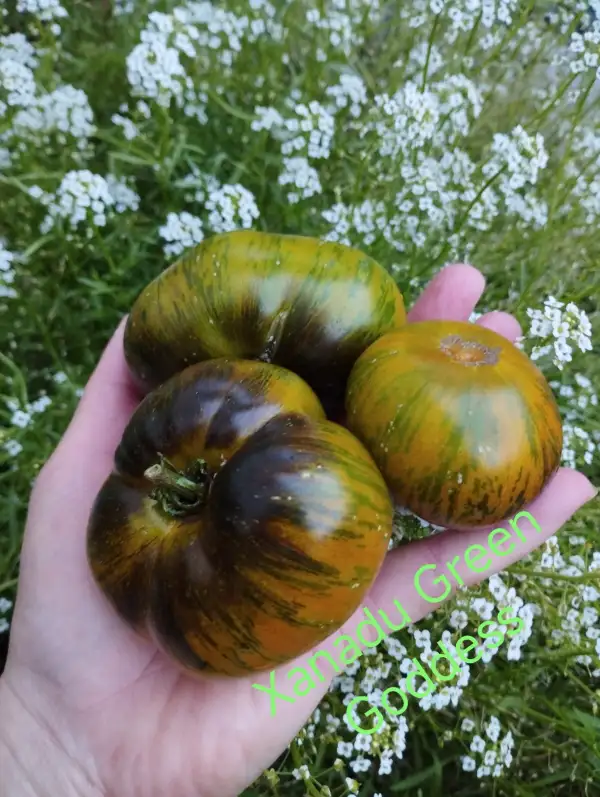 Tomaten: Xanadu Green Goddess