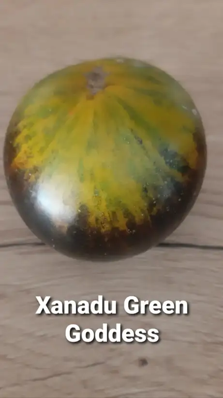 Tomaten: Xanadu Green Goddess