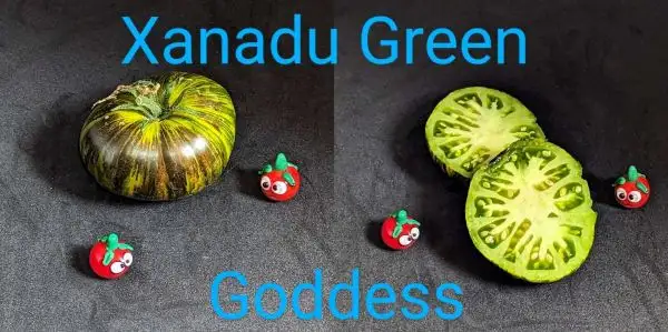 Tomaten: Xanadu Green Goddess