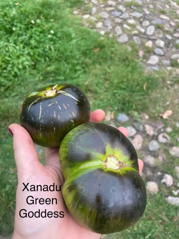 Tomaten: Xanadu Green Goddess