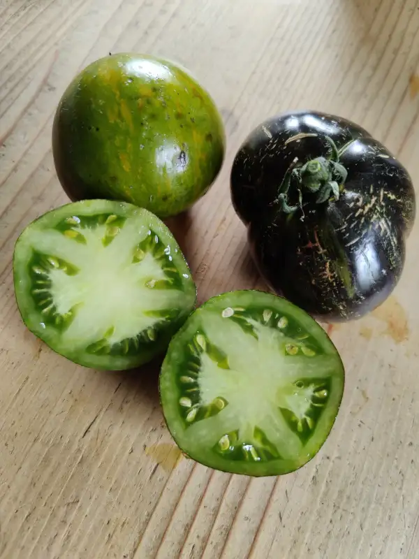 Tomaten: Xanadu Green Godess
