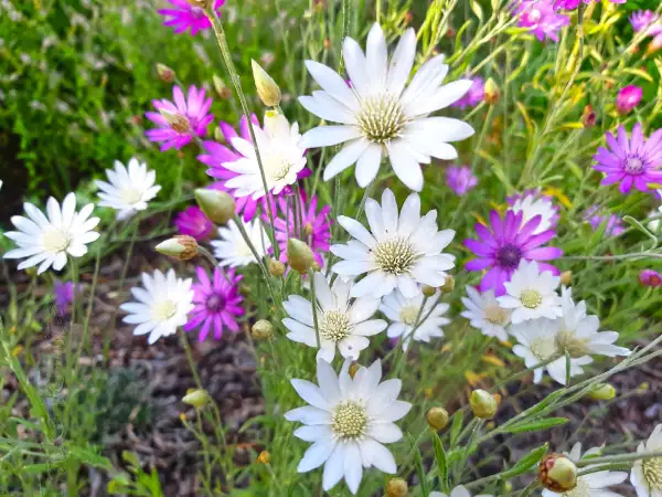 Blumen: Xeranthemum annuum ‣ ‣ ‣ ‣ Papier blume ‣ Everlasting Immortelle