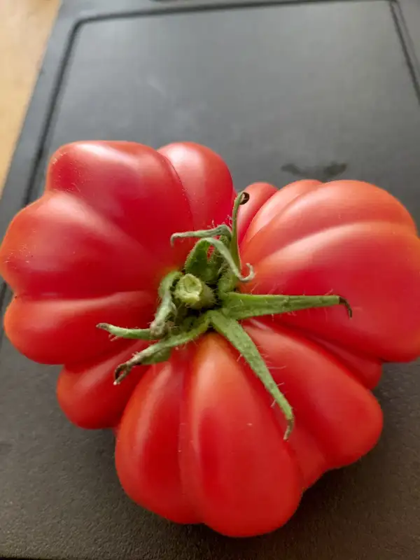 Tomaten: Xitomatl