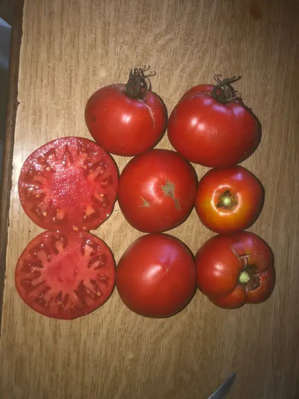 Tomaten: Xodos de Galicia