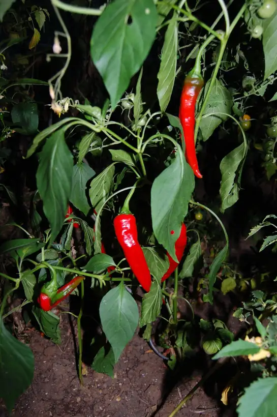 Chili / Paprika: XXL Hauspaprika