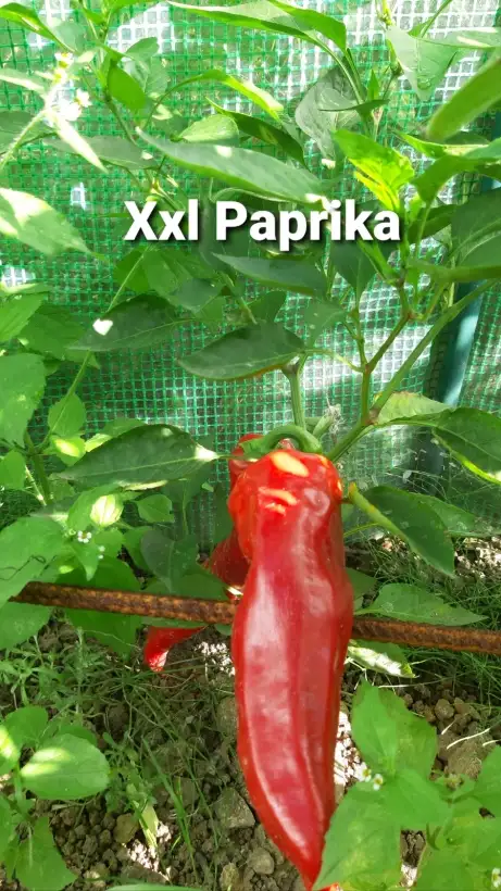 Chili / Paprika: Xxl Sweet Paprika