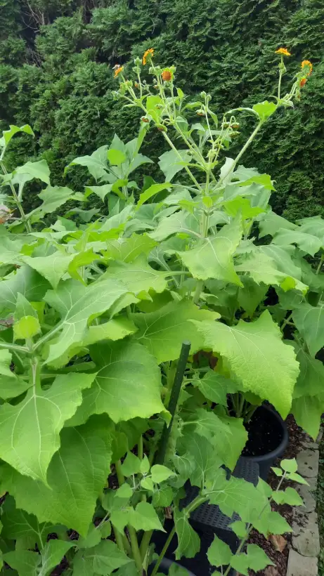 andere Gemüse: Yacon