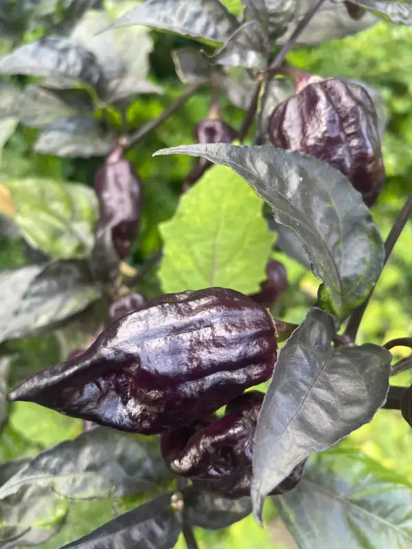 Chili / Paprika: Yaki Blue Fawn