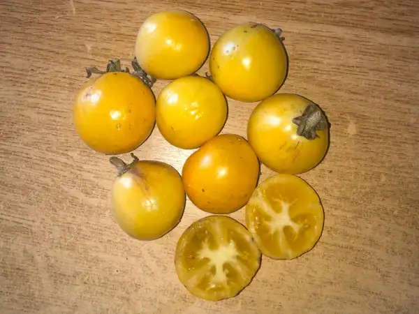 Tomaten: Yamali Yellow