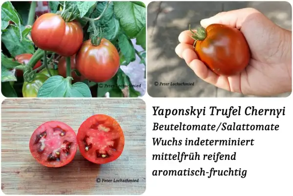 Tomaten: Yaponskiy Trufel Chernyi