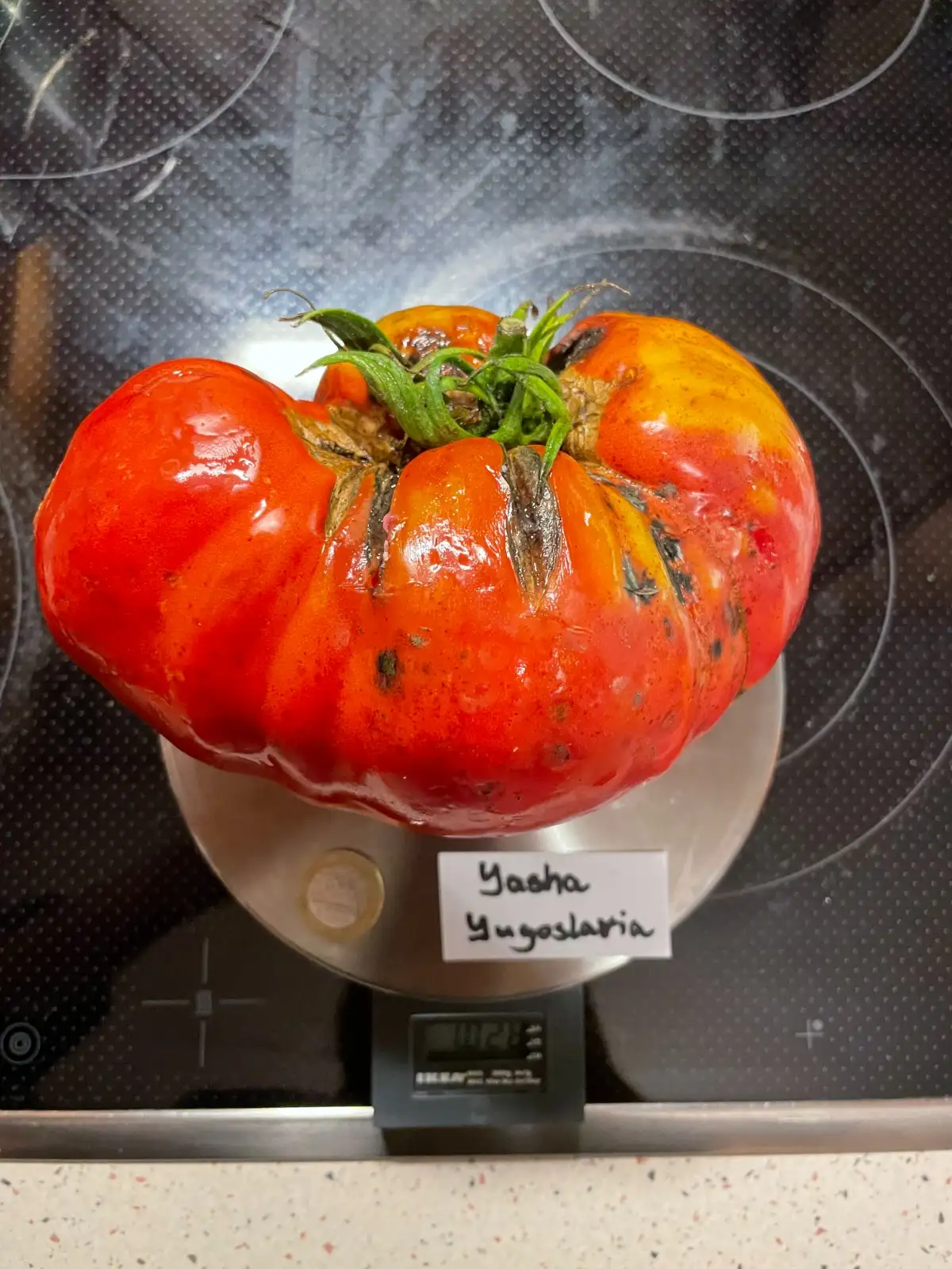 Tomaten: Yasha Yugoslavia