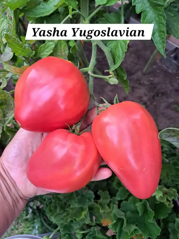 Tomaten: Yasha Yugoslavian