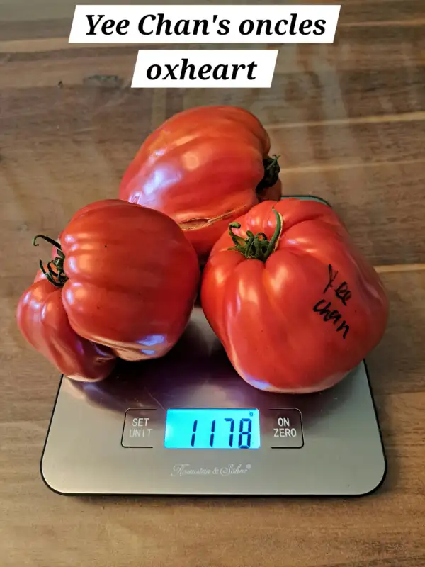 Tomaten: Yee Chan