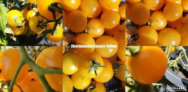Tomaten: Yellow Canary -  Microdwarf/Zwergtomate