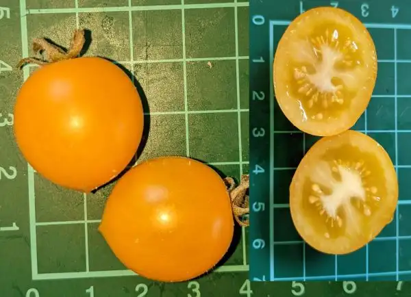 Tomaten: Yellow Canary