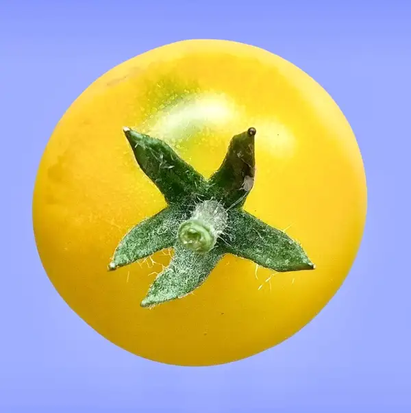Tomaten: Yellow Canary