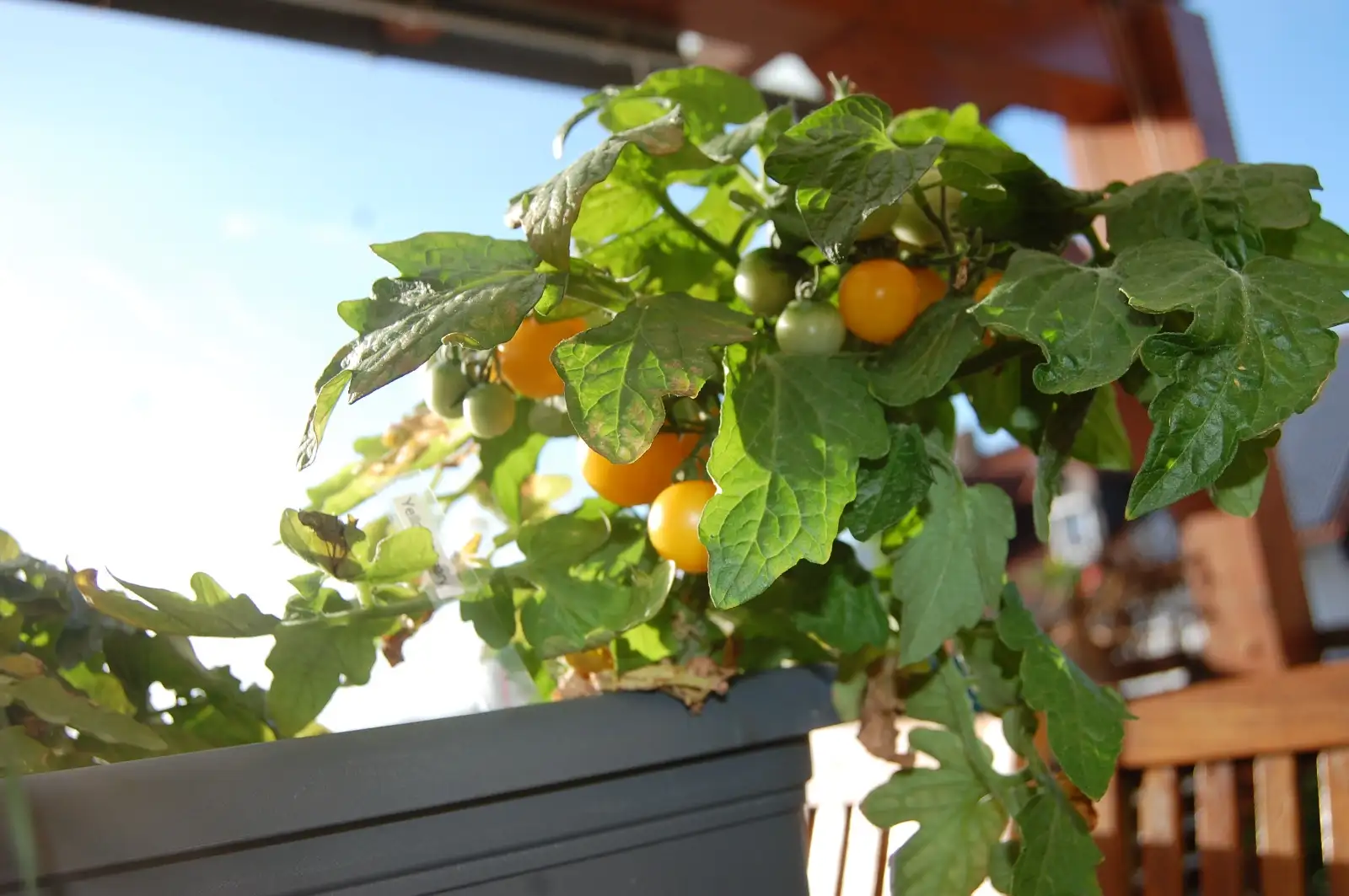 Tomaten: Yellow Canary