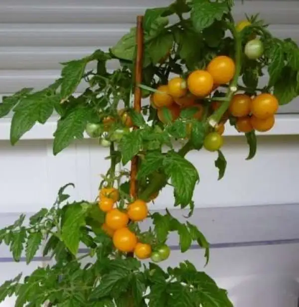 Tomaten: Yellow Canary