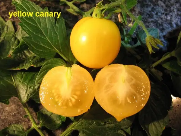 Tomaten: Yellow Canary