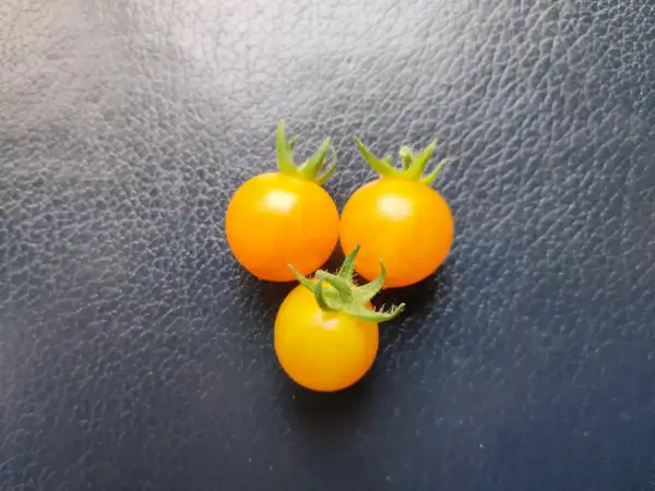 Tomaten: Yellow Centiflor