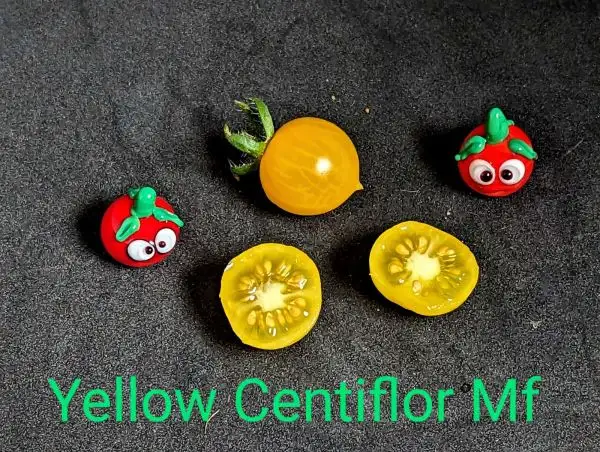 Tomaten: Yellow Centiflor Multiflora