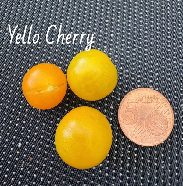Tomaten: Yellow Cherry (VEN)