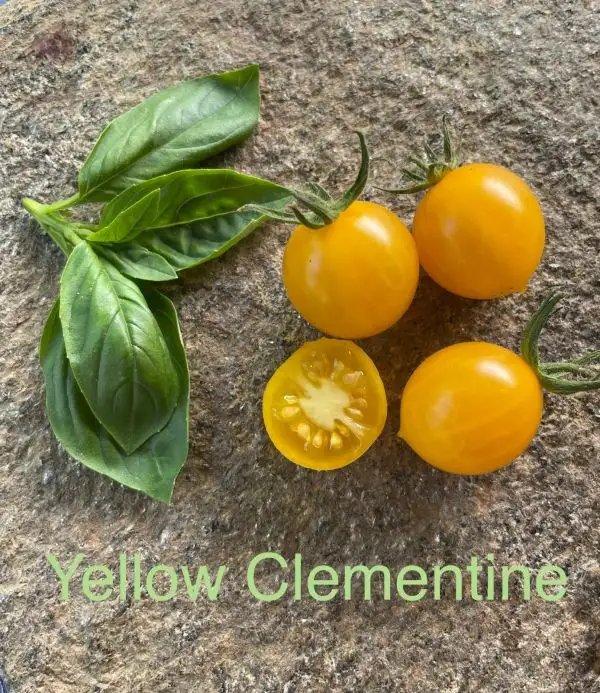 Tomaten: Yellow Clementine