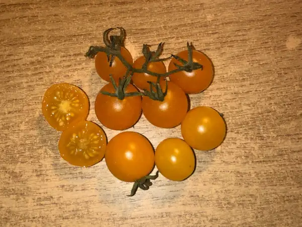 Tomaten: Yellow Currant