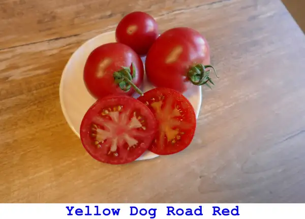 Tomaten: Yellow Dog Road