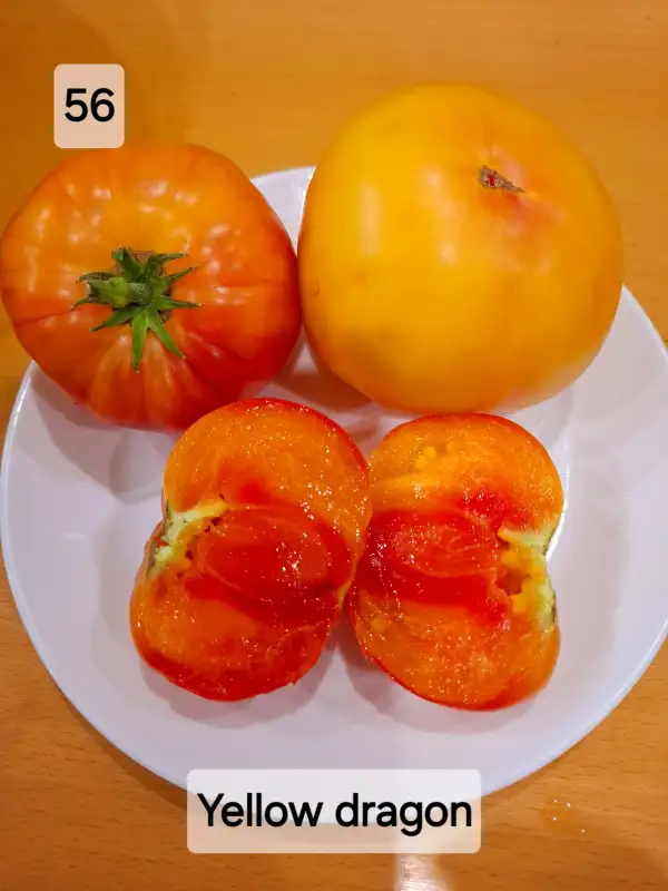 Tomaten: Yellow Dragon