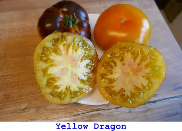 Tomaten: Yellow Dragon